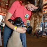 Lemoore's Taylor Hill works with her sheep Friday afternoon at the Kings Fair.